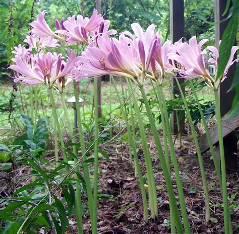 naked ladies plant|Amaryllis Plant Growing & Care Guide for Gardeners